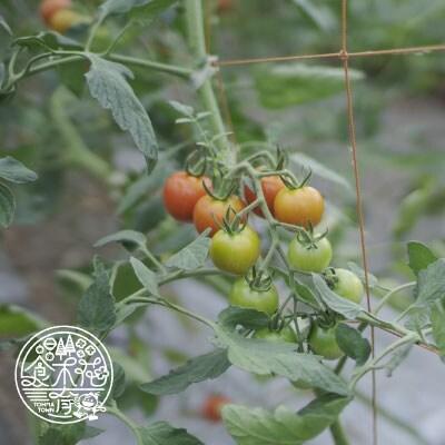 のんの畑北海道 トンコリトマト【G-005】