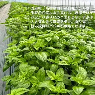 ドレッシング 万能バジル・バジル&チーズ 各6本セット【O-007】